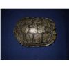 Image 1 : Turtle Shell