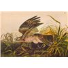 Image 1 : John James Audubon Circa 1946 ~ Red Shouldered Hawk