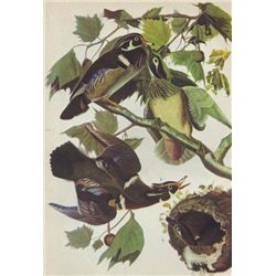 John James Audubon Circa 1946 WOOD DUCK MATTED PRINT T