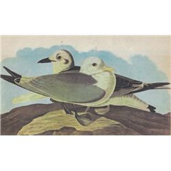 John James Audubon Circa 1946 KITTIWAKE MATTED PRINT T