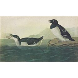 DOVEKIE MATTED PRINT John James Audubon Circa 1946
