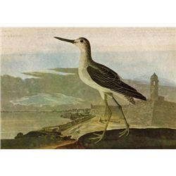 John James Audubon Circa 1946 GREEN-SHANK