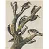 Image 1 : John James Audubon Circa 1946 HAIRY WOODPECKER MATTED