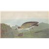 Image 1 : John James Audubon Circa 1946 MOUTAIN PLOVER MATTED PR