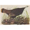 Image 1 : John James Audubon Circa 1946 WILD TURKEY MATTED PRINT