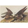 Image 1 : John James Audubon Circa 1946 DUCK HAWK MATTED PRINT T