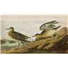 Image 1 : John James Audubon Circa 1946 BUFF-BREASTED SANDPIPER