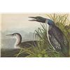 Image 1 : John James Audubon Circa 1946 COMMON LOON MATTED PRINT