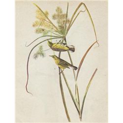 John James Audubon Circa 1946 PRAIRIE WARBLER MATTED P