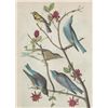 Image 1 : John James Audubon Circa 1946 WARBLER AND BLUEBIRDS MA