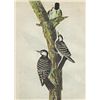 Image 1 : John James Audubon Circa 1946 RED-COCKADED WOODPECKER