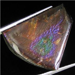 10.20ct Rare Glowing Multi-color Ammolite Triplet (GEM-31989)