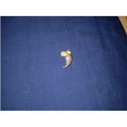 Bear Claw