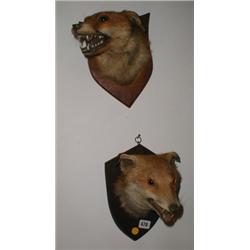 A pair of early C20th mounted taxiderm fox...