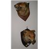 Image 1 : A pair of early C20th mounted taxiderm fox...
