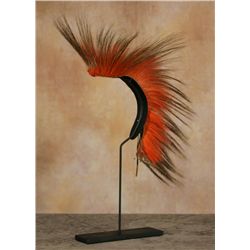 Southern Plains Roach, early 1900s