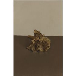 Comhghall Casey-CHANTERELLE MUSHROOM, 2003