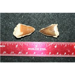 Dinosaur Teeth; Lot of 2