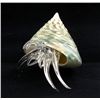 Image 2 : Hand Formed Glass Hermit Crab (DEC-382)