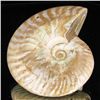 Image 1 : 375ct RARE Large Opalized Ammonite Fully Intact Prehistoric (MIN-001341)