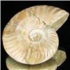 Image 1 : 245ct RARE Large Opalized Ammonite Fully Intact Prehistoric (MIN-001338)