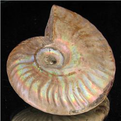 235ct RARE Large Opalized Ammonite Fully Intact Prehistoric (MIN-001327)