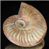 Image 1 : 235ct RARE Large Opalized Ammonite Fully Intact Prehistoric (MIN-001327)