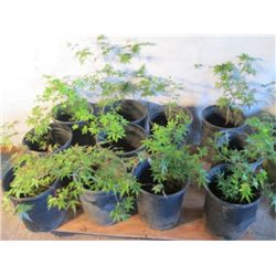 CHOICE OUT-- 6 GREEN JAPANESE MAPLE TREES