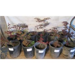CHOICE OUT--  4 RED JAPANESE MAPLE TREES