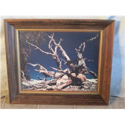 WOOD FRAMED BRISSLE CONE PINE. 7,000 YEAR OLD TREE