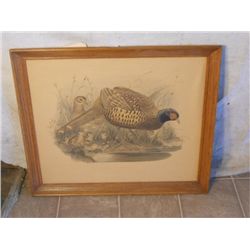WOOD FRAMED "PHASIANUS COLCHICUS" PAINTING PRINT