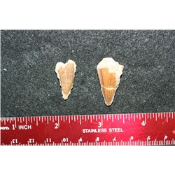 Dinosaur Teeth; Lot of 2