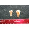 Image 1 : Dinosaur Teeth; Lot of 2
