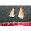 Image 2 : Dinosaur Teeth; Lot of 2