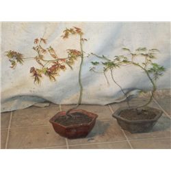 2 Japanese Maple Trees In Tiny Pot