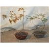 Image 1 : 2 Japanese Maple Trees In Tiny Pot