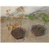 Image 2 : 2 Japanese Maple Trees In Tiny Pot