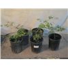Image 1 : 5 Green Japanese Maple