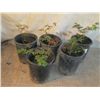 Image 1 : 5 Japanese  Red Maple Trees