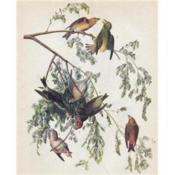 John James Audubon Circa 1946 RED CROSSBILL MATTED PRI