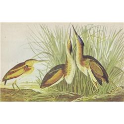 John James Audubon Circa 1946 LEAST BITTERN MATTED PRI