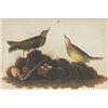 Image 1 : John James Audubon Circa 1946 AMERICAN PIPIT MATTED PR