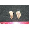Image 1 : Dinosaur Teeth; Lot of 2