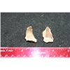 Image 2 : Dinosaur Teeth; Lot of 2