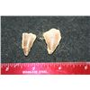 Image 2 : Dinosaur Teeth; Lot of 2
