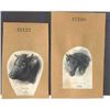 Image 2 : Republic of Hawaii. Proofs of Steer and Horses He
