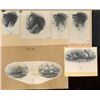 Image 2 : U.S., Hawaii. Vignettes Found on Early Hawaii Ban