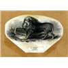 Image 1 : U.S. Lion Vignette Variation Study.