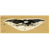 Image 1 : U.S. Impressive Eagles with Wide Wing Spans