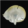 Image 1 : Mother of Pearl Fish Caviar Plate (DEC-332)